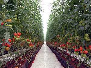 Выращивание помидоров в теплице: технология пленочной конструкции для получения урожая больших сладких томатов, как правильно выполнить посадку, полив и уход? русский фермер
