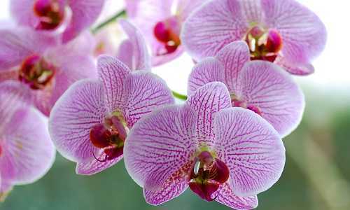 Подарили орхидею в горшке: как за ней ухаживать и что с ней делать дальше в домашних условиях? что значит подаренная мне орхидея?