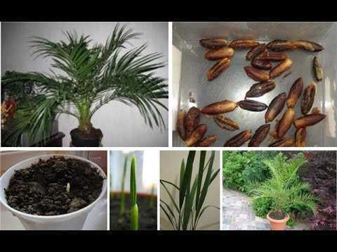 Как вырастить финиковую пальму из косточки в домашних условиях: как прорастить
