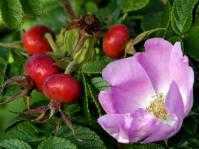Черемуха (Prunus) ― это является общим названием отдельных видов, относящихся к роду Слива семейства Розовые Раньше данные виды выделялись в отдельный род либо подрод