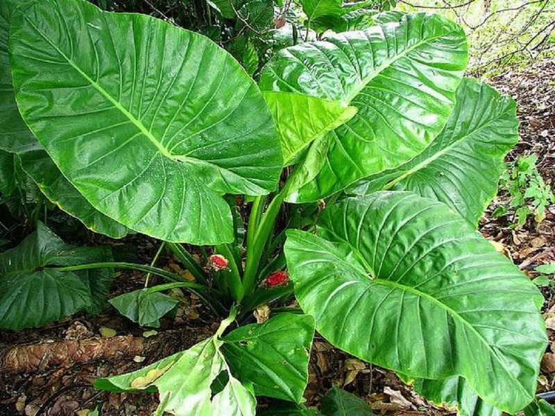 Растение алоказия (Alocasia) считается представителем семейства Ароидные Этот род объединяет около 70 видов, которые в природных условиях можно повстречать в тропической части Азии
