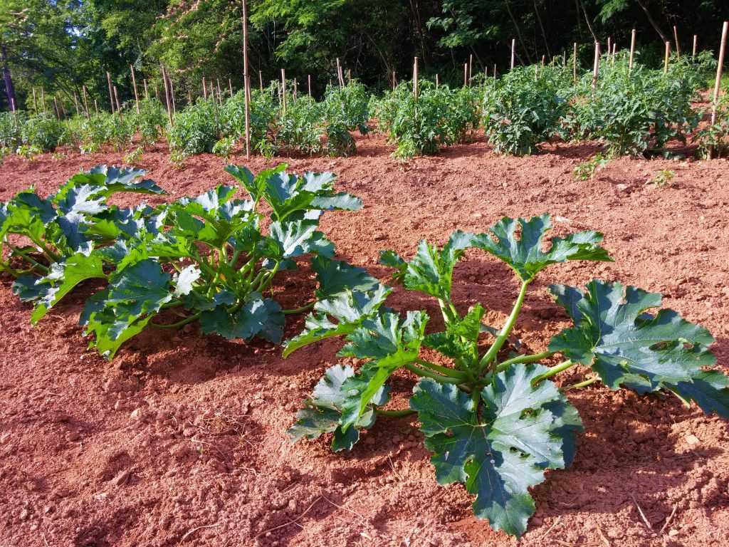 Выращивание кабачков в открытом грунте: сорта, подготовка и уход