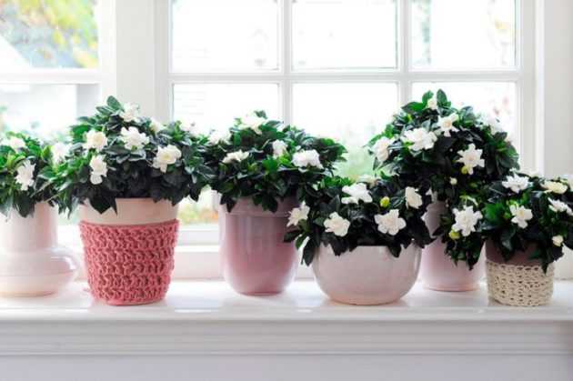 Гардения (gardenia): уход за комнатным растением
