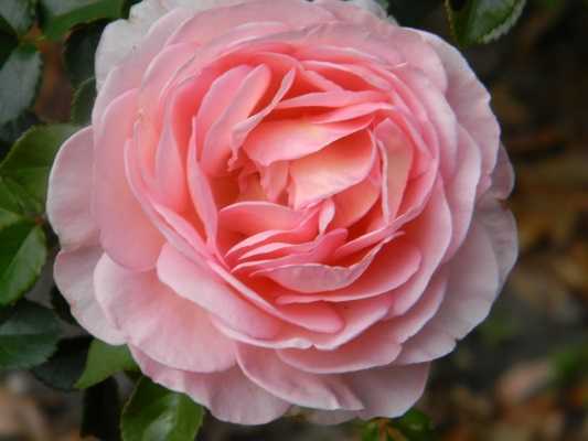 Роза английская абрахам дерби: секреты правильного роста и обильного цветения | садоводство24
