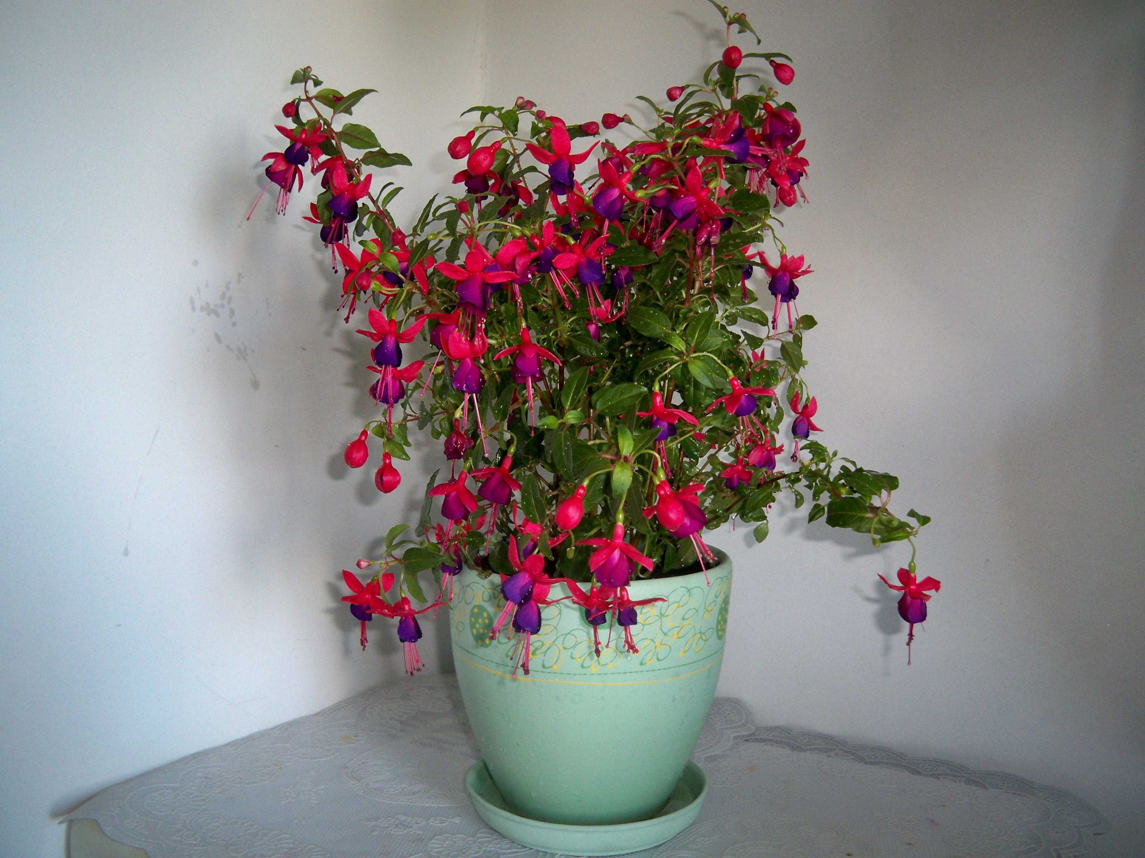 Выращивание и уход в домашних условиях за растением фуксия (фото комнатного цветка)