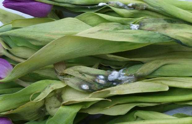 Семена тюльпанов (15 фото): как выглядят семена и как их правильно сажать? когда сеять семена тюльпанов на рассаду?