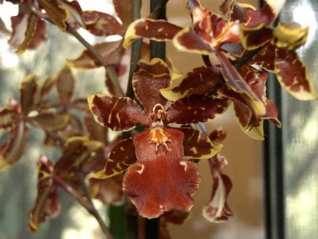 Орхидея камбрия: описание, виды, уход в домашних условиях, фото