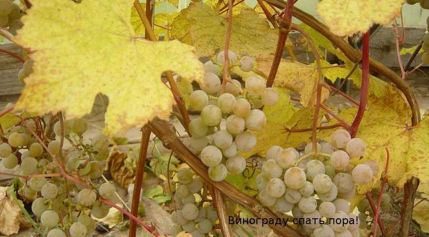 Обрезка винограда осенью: инструкция для начинающих