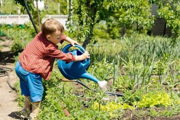 Циннии: как вырастить в открытом грунте, посадка и уход