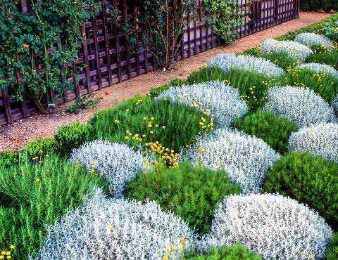Сантолина серебристая — идеальное решение для украшения сада