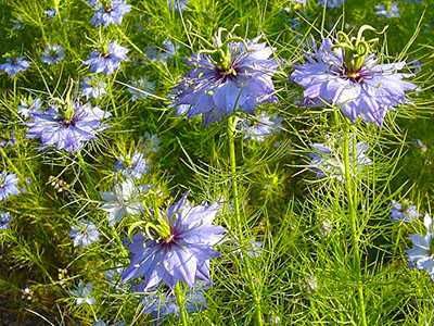 Венидиум: описание, фото видов цветка, посадка, уход в открытом грунте