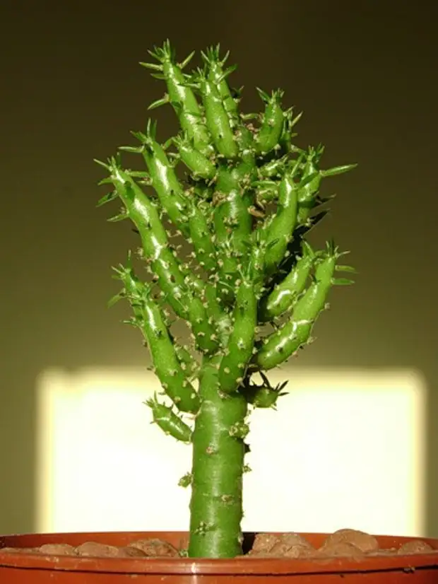Уход за кактусами, в том числе и во время цветения: пересадка, размножение, полив