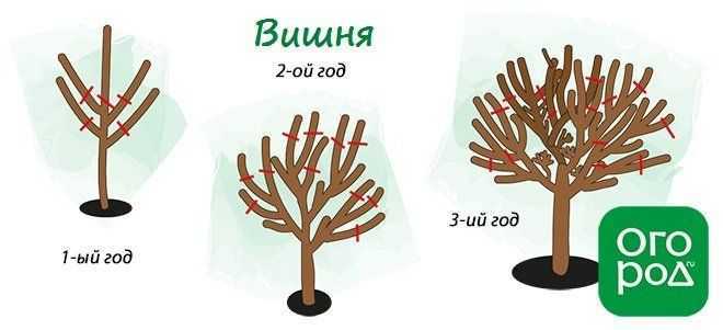 ᐉ обрезка плодовых деревьев весной и зимой: яблони, груши, сливы и вишни - roza-zanoza.ru