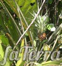 Культурное растение ананас: фото сортов, польза, витамины и лечебные свойства плодов ананаса