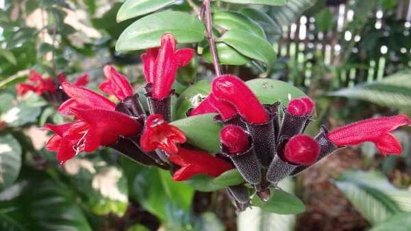 Цветок эсхинантус: фото, уход в домашних условиях, размножение