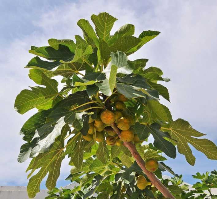 Дерево инжир: условия для роста и полезные свойства фрукта. 130 фото и видео выращивания