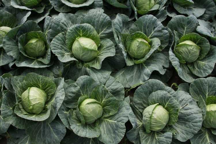 Выращивание капусты, борьба с болезнями и вредителями: 10 вопросов. как вырастить капусту на грядке