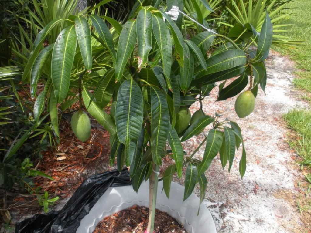 Дерево манго – особенности полива, обрезки и подкормки, как правильно пересадить и размножить растение?