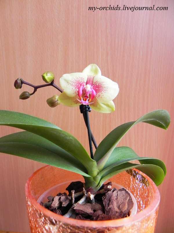 Орхидея лудизия: уход в домашних условиях, пересадка, грунт