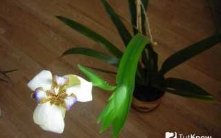 Цветок неомарика: уход и выращивание в домашних условиях