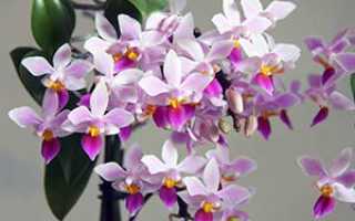 Уход за орхидеями в домашних условиях: всё об орхидеях