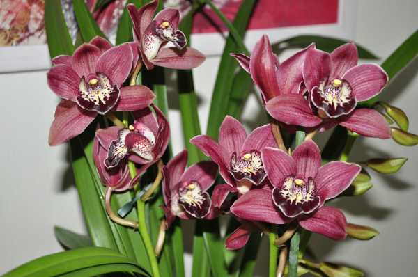 Орхидея цимбидиум: уход в домашних условиях, пересадка, размножение и особенности цветения