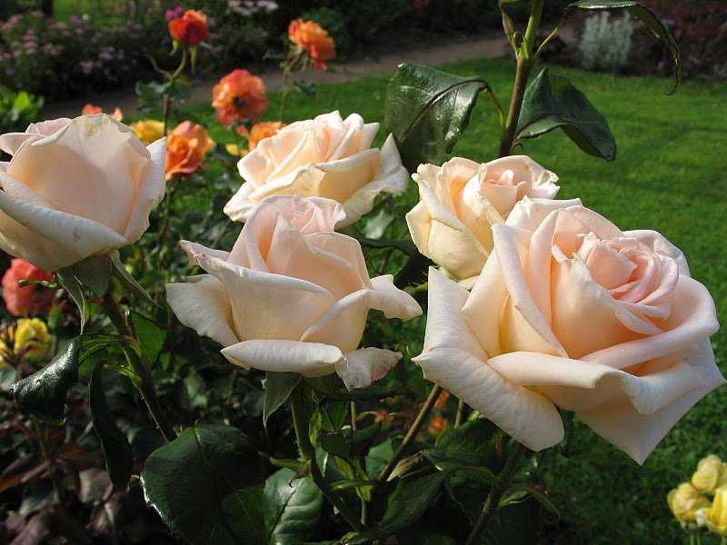 Розы цветущие все лето: сорта зимостойкие, неукрывные непрерывного цветения, какую розу посадить на даче, чтобы цвела всё лето