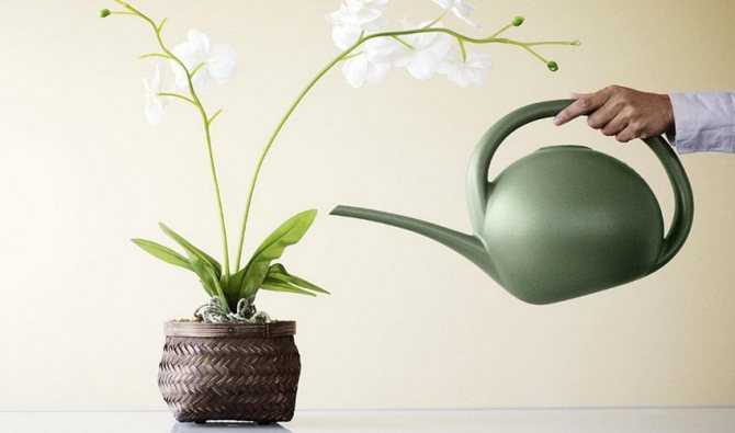 Удобрение для орхидей: как выбрать и правильно провести подкормку