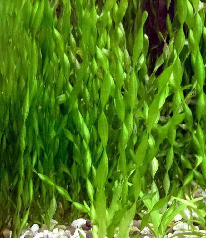 Аквариумное растение валлиснерия ее содержание и виды