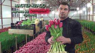 Тюльпаны: посадка и уход в открытый грунт, фото, выращивание из луковиц