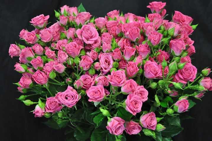 Выращивание садовых роз: основные правила ухода - Проект "Цветочки" - для цветоводов начинающих и профессионалов