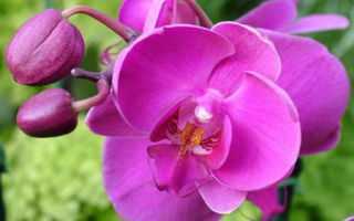 Орхидеи: как ухаживать, пересадка, размножение, подкормки