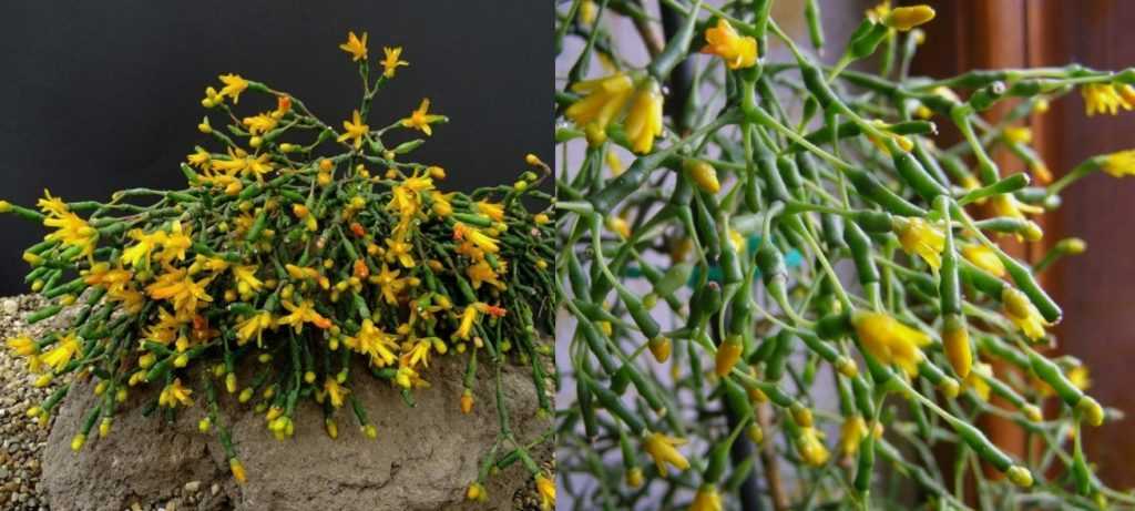 Кактус хатиора: фото цветка, уход и размножение в домашних условиях, формирование растения
