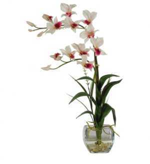 Самые распространенные виды комнатных орхидей