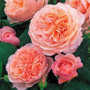 Роза шарлотта: описание, фото и отзывы