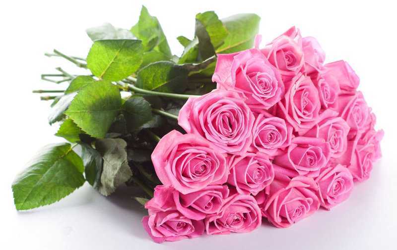 Не выбрасывайте букеты, или как посадить розу, если она дала росток - автор ирина наумова - журнал женское мнение