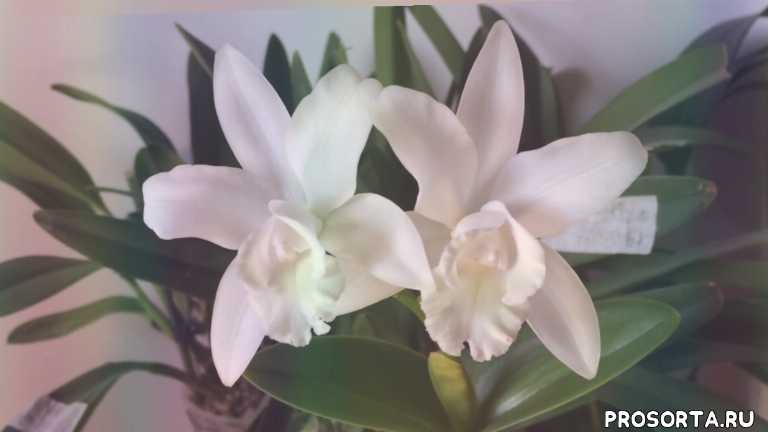 Каттлея – роскошная королева орхидей