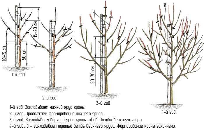 Обрезка и формирование декоративных деревьев и кустарников своими руками