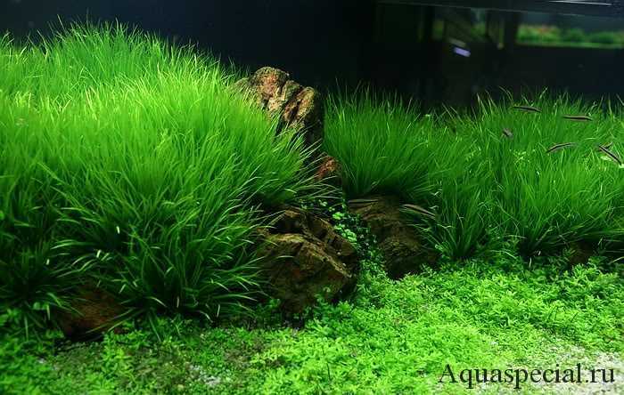 Бликса японская: описание аквариумного растения blyxa japonica, требования к условиям содержания