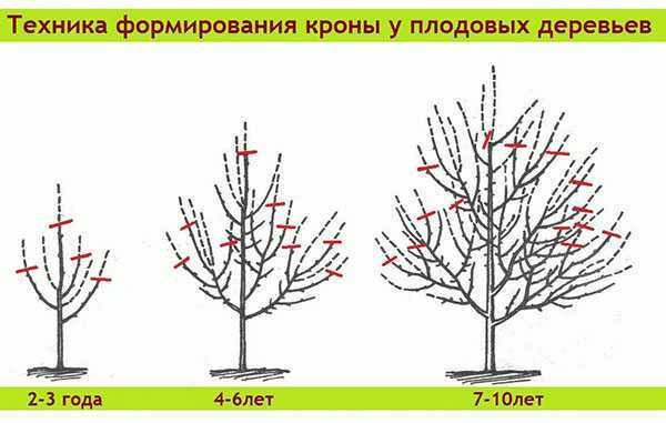 Обрезка деревьев осенью имеет немаловажное значение, ведь именно от нее зависит, насколько правильно будет сформирована крона дерева