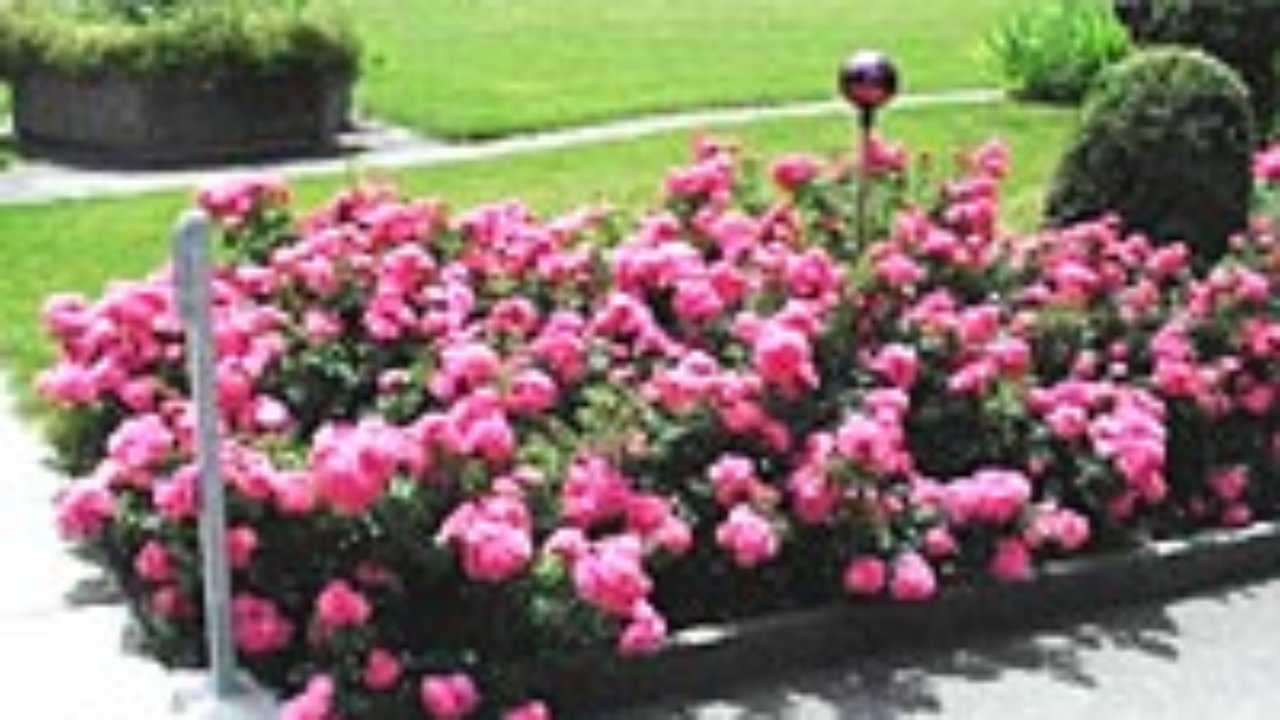 ​роза «свани» почвопокровная – белоснежный ковер на садовом участке