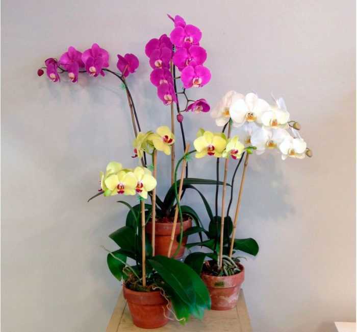 Букет из орхидей: как составить и сочетать с другими цветами
