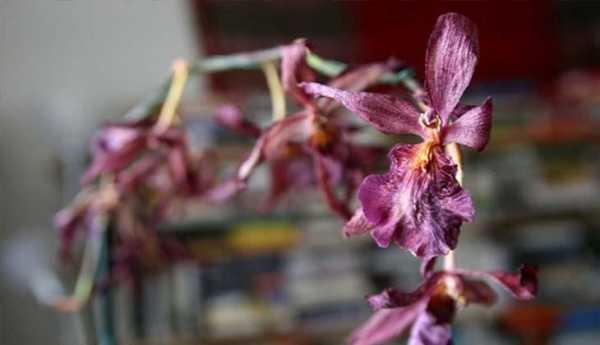 Как правильно выбирать орхидеи при покупке