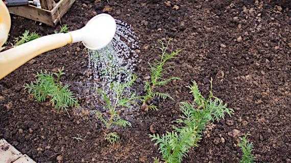 Туя - распространенное хвойное растение При желании его можно выращивать через самостоятельно полученные семена