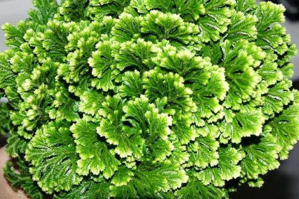 Селагинелла — необычное комнатное растение