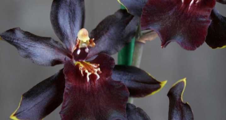Камбрия: уход в домашних условиях и фото орхидеи