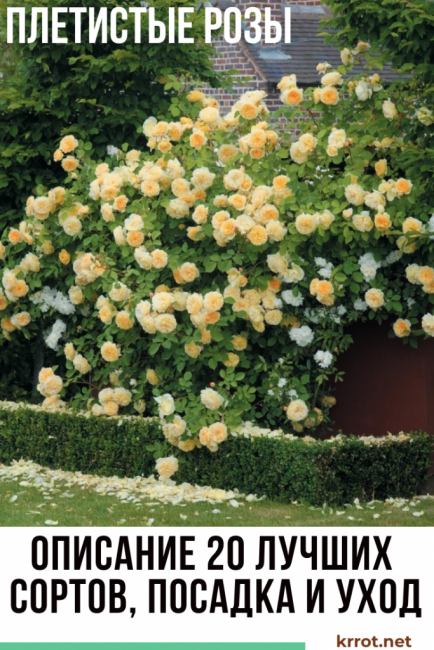 Пулман Ориент Экспресс – двухцветная, контрастная роза, используемая как штамбовая форма Сорт морозостойкий, устойчивый к некоторым заболеваниям,