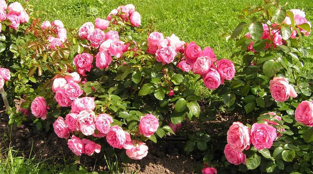 Роза леонардо да винчи: описание сорта, выращивание и уход, применение в дизайне
