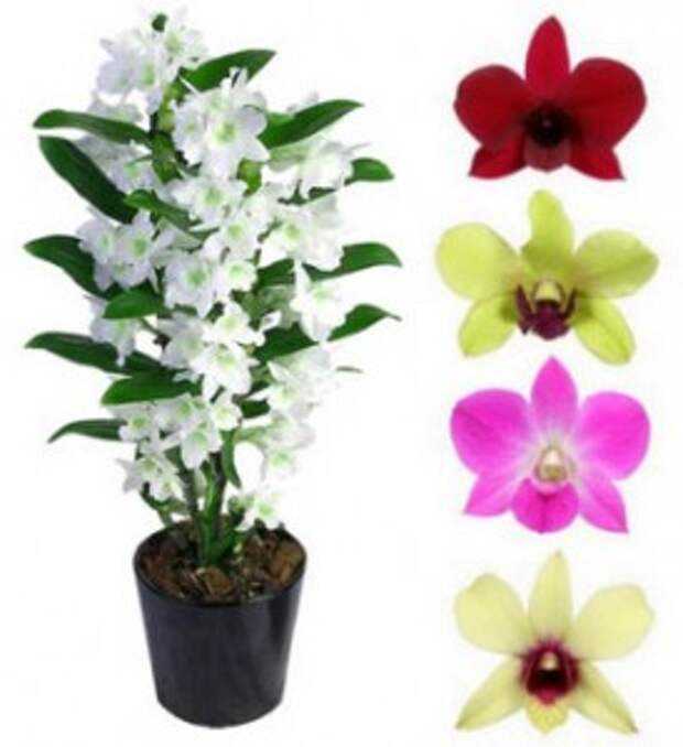Драгоценная орхидея — уход за комнатным растением в домашних условиях ?