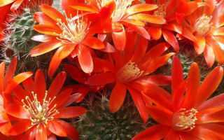Ребуция (41 фото): описание видов кактуса ребуция крошечная и сенилис, выращивание и уход в домашних условиях